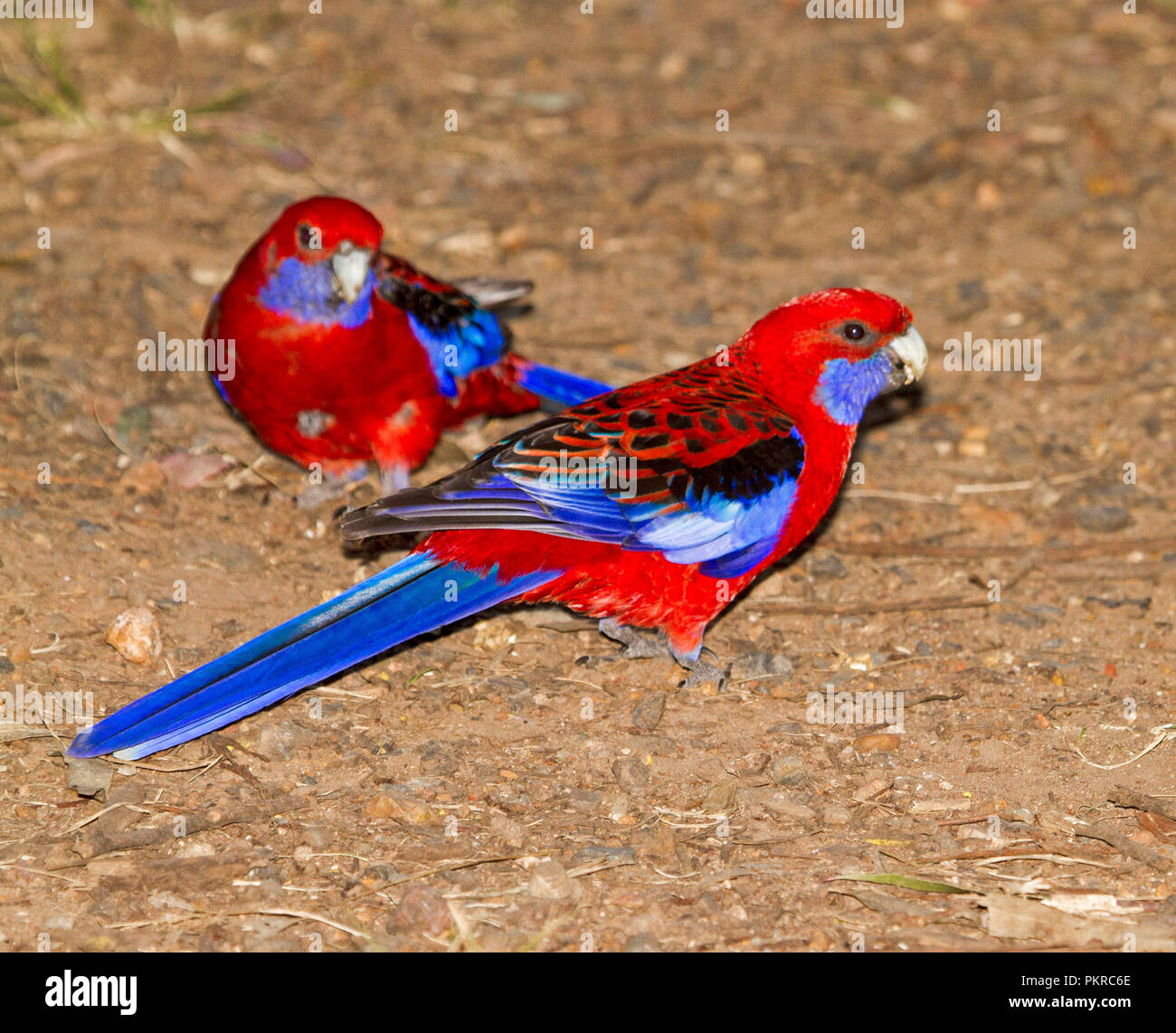 Pair of vivid red and blue Crimson Rosellas, Platycercus elegans, feeding on ground at Queen Mary Falls, near Warwick, Queensland Stock Photo