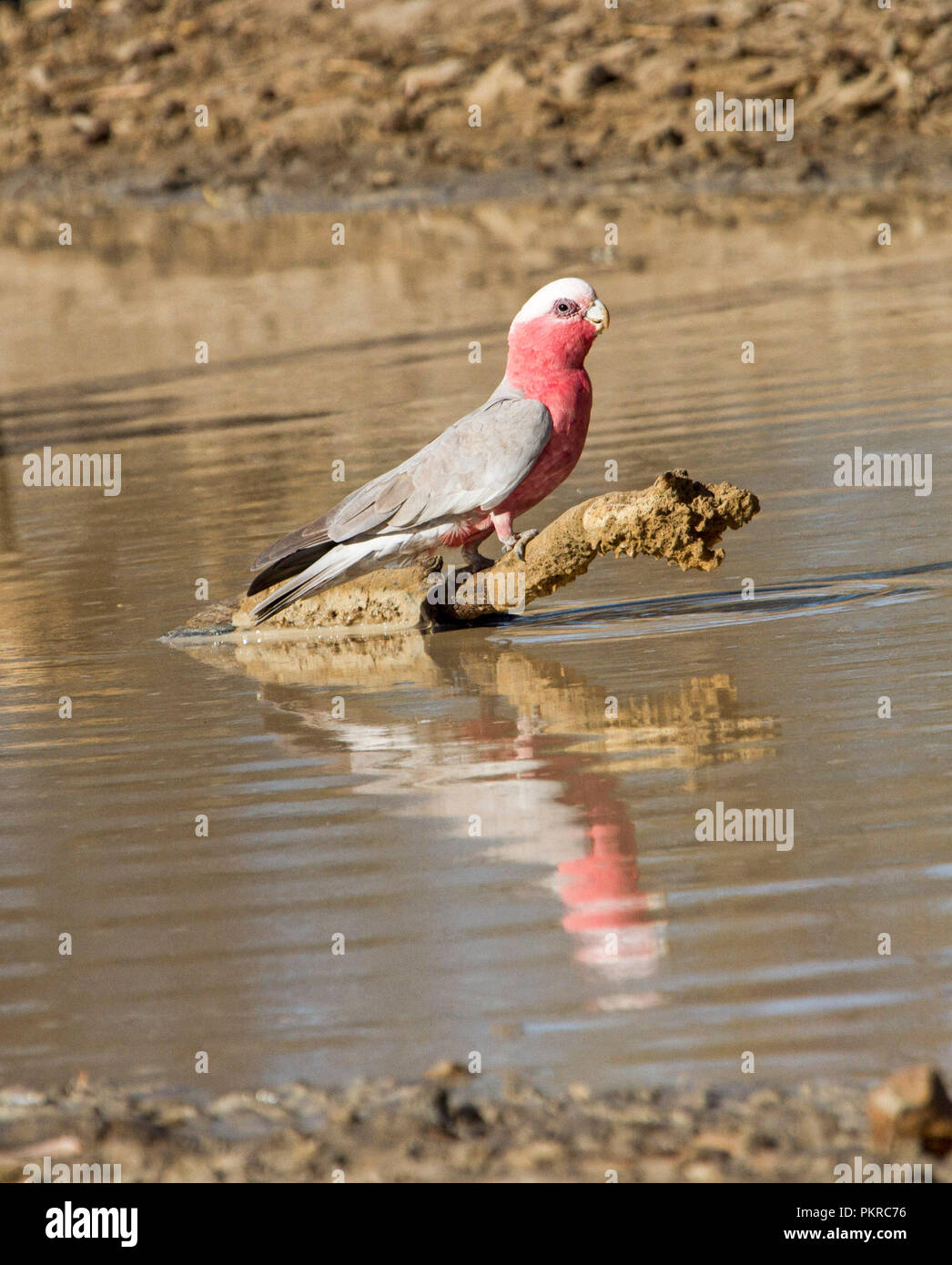 Australian Galah Eolophus roseicapillus on log and reflected in water of creek at Culgoa Floodplains National Park in outback Queensland Stock Photo