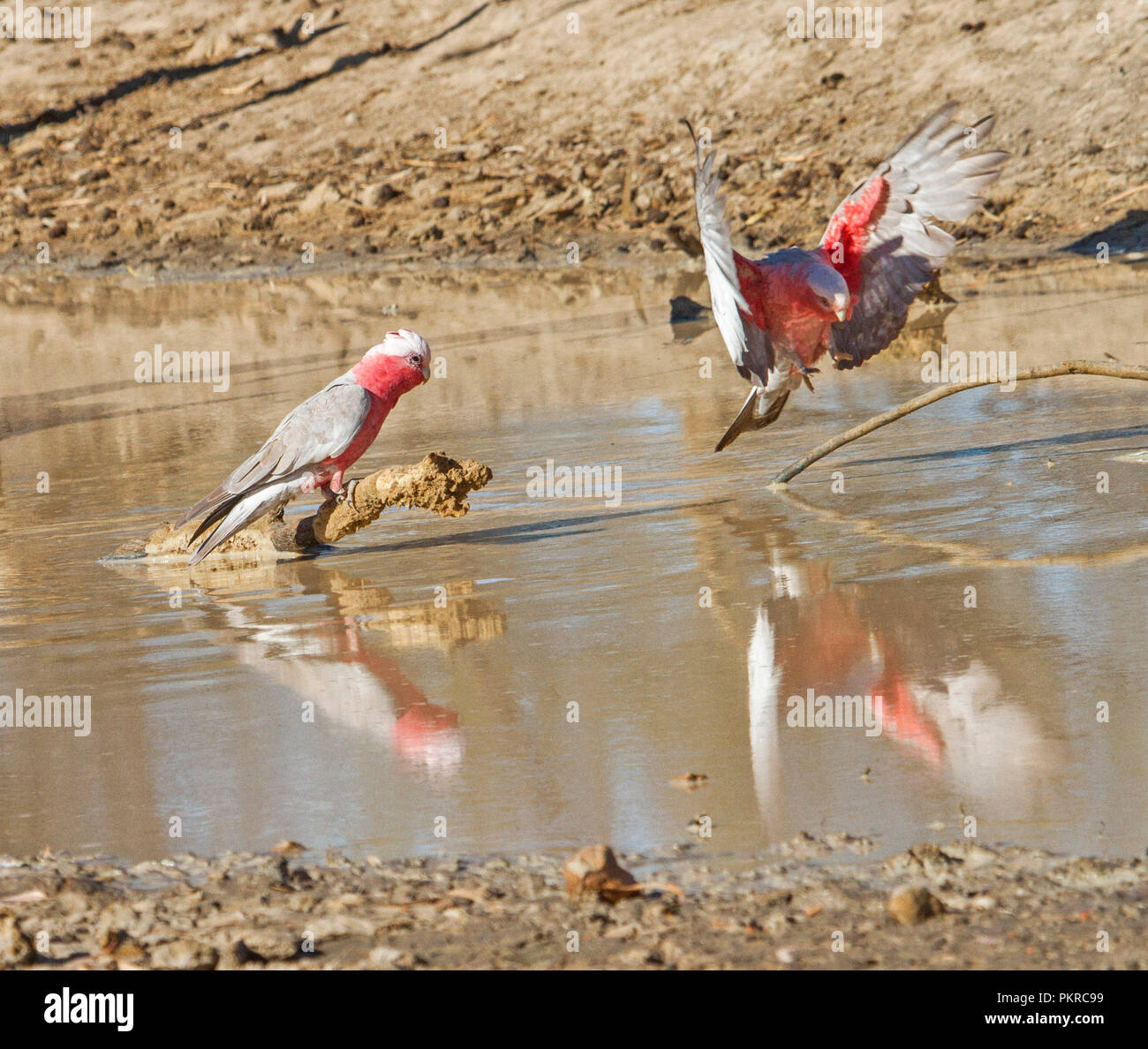 Pink and grey Australian Galahs Eolophus roseicapillus with one on log & another in flight both reflected in calm water of creek in outback Queensland Stock Photo