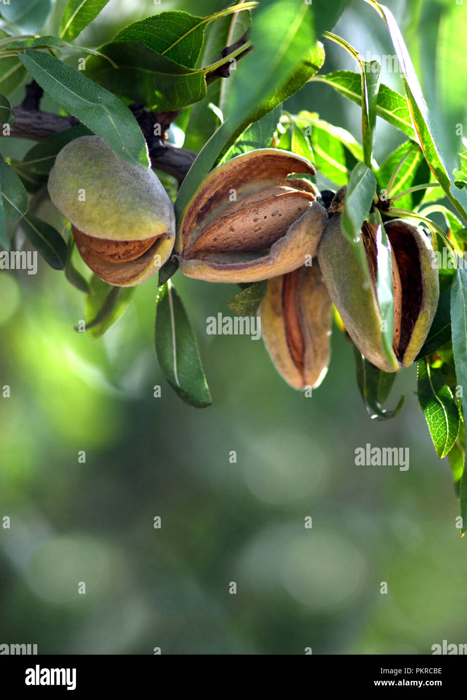 Almond harvest hires stock photography and images Alamy