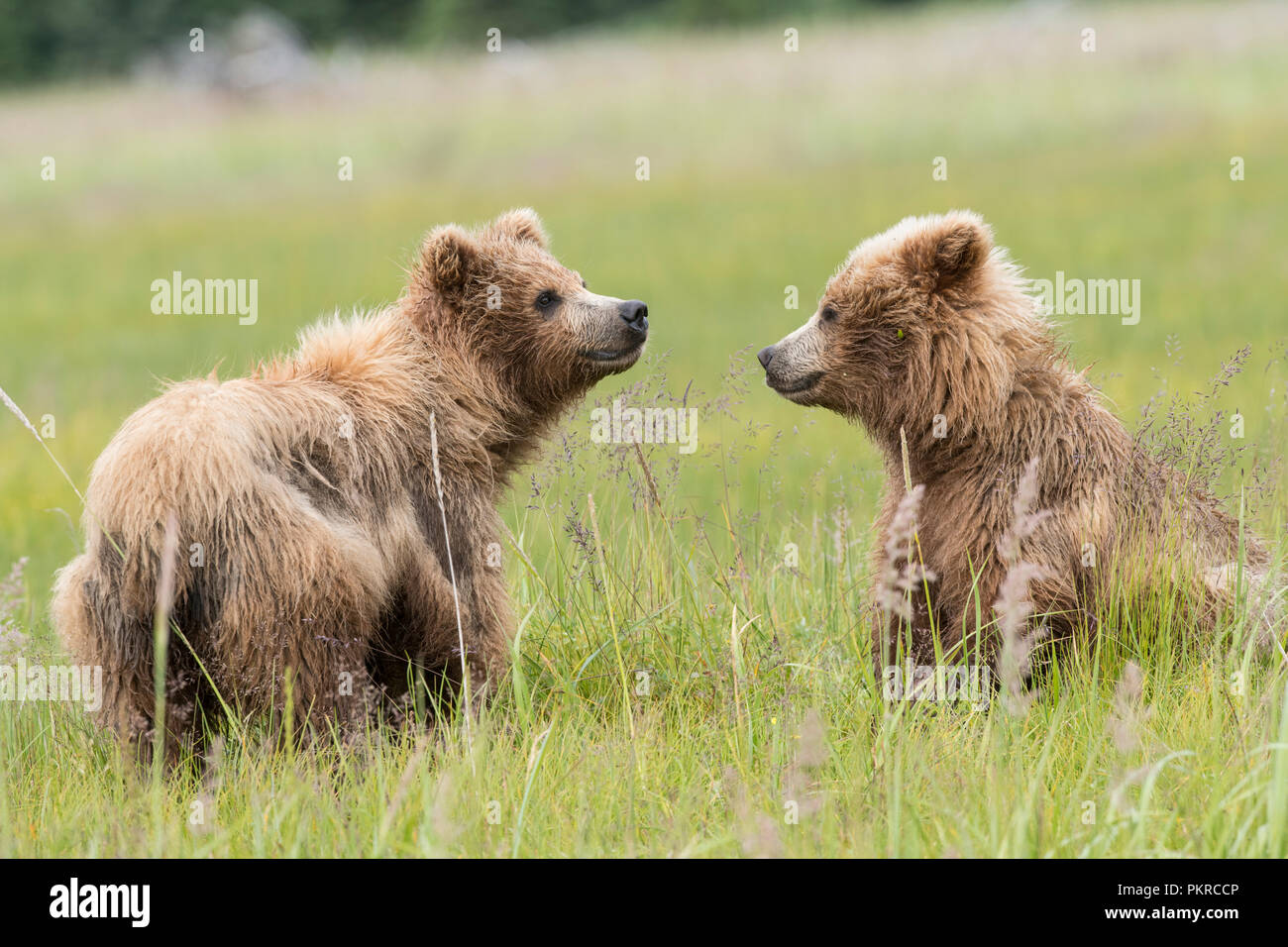 Alaskan coastal brown bear, Lake Clark National Park Stock Photo