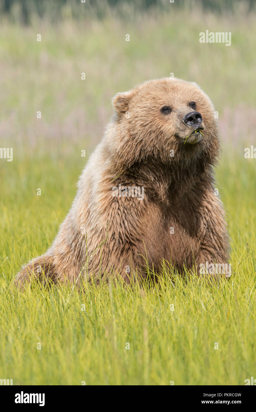 Alaskan coastal brown bear, Lake Clark National Park Stock Photo