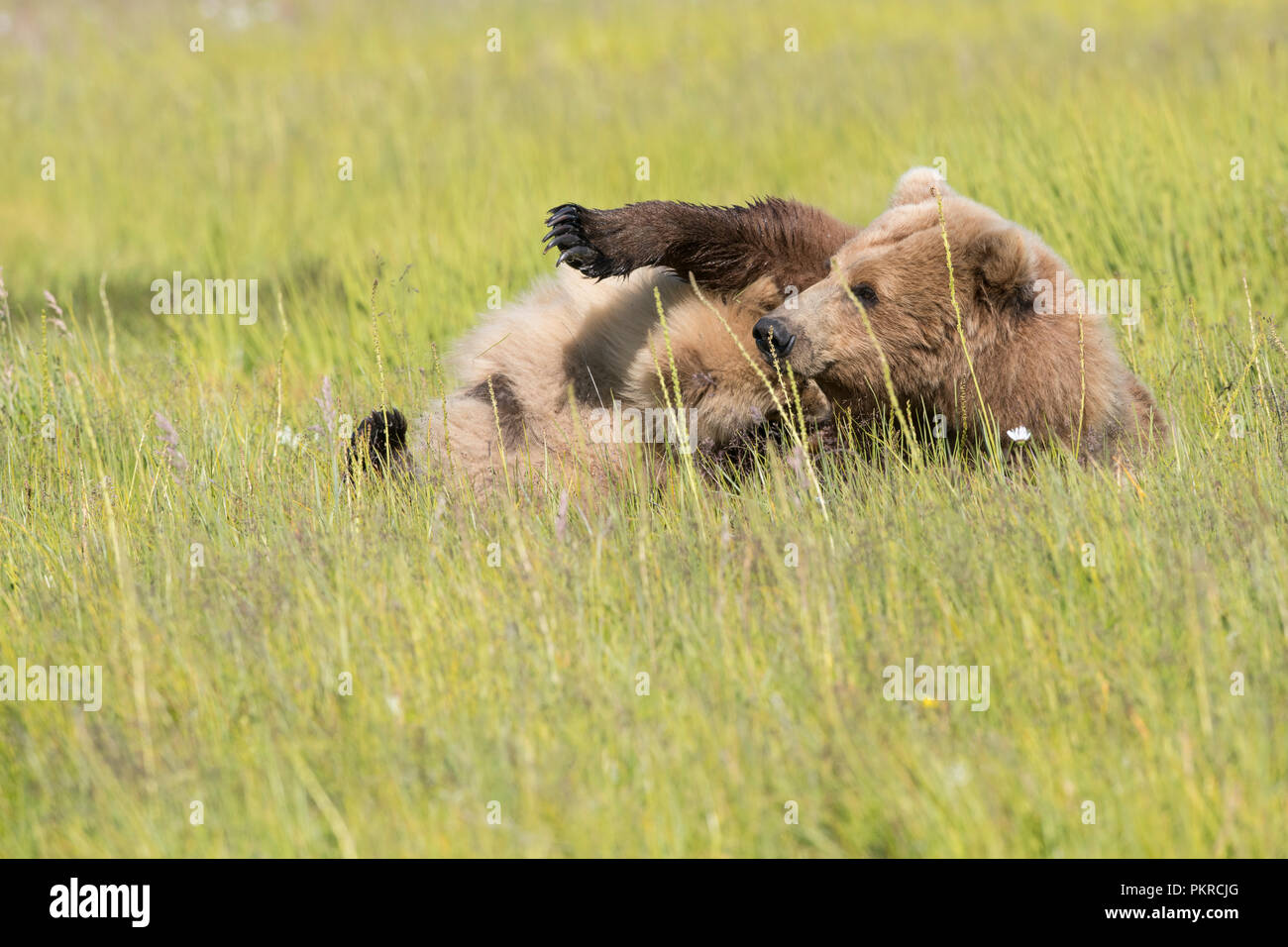 Coastal brown bear mother and cub hi-res stock photography and images ...