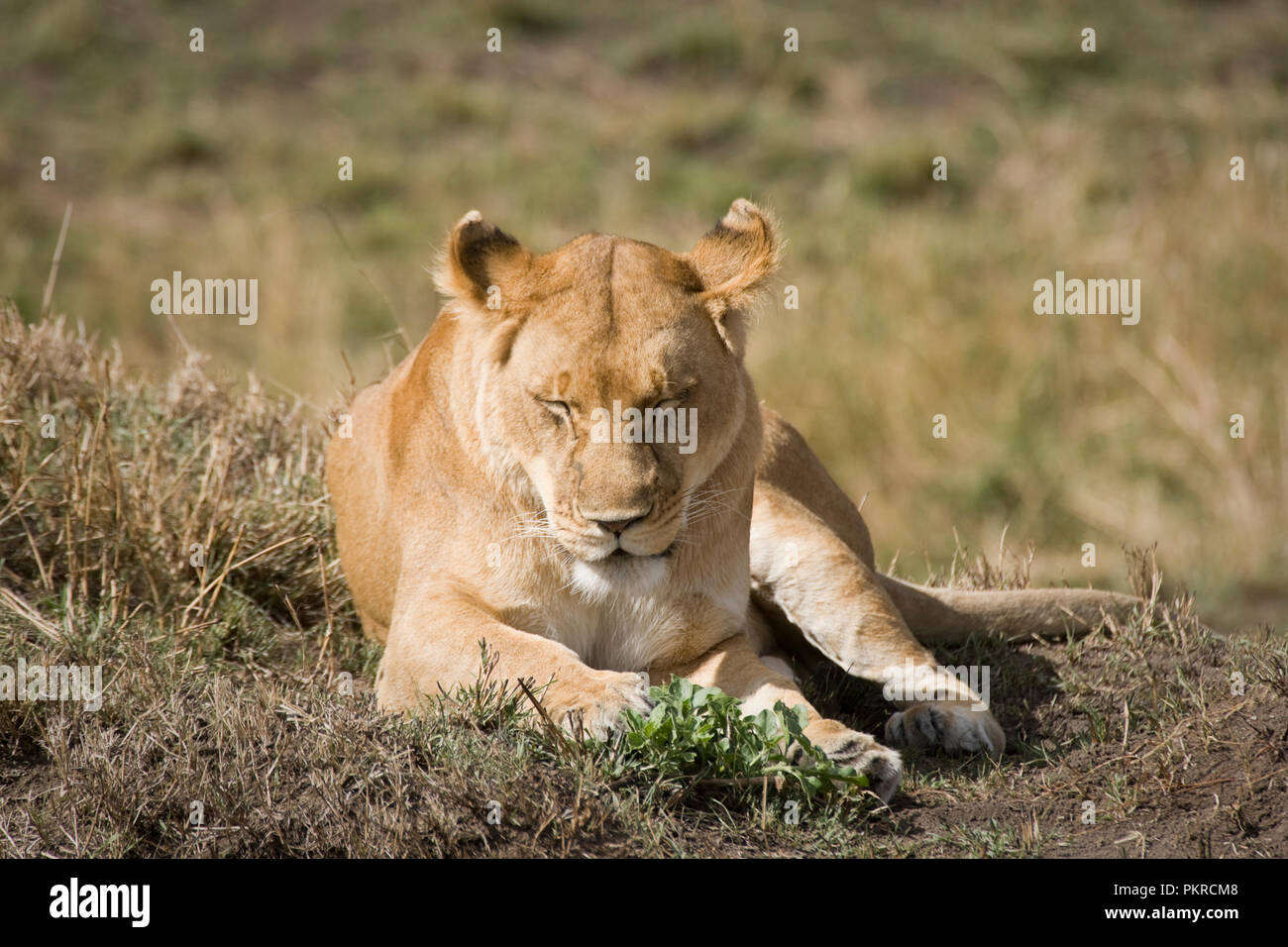 Lioness in the Masai Mara, Kenya, Africa Stock Photo