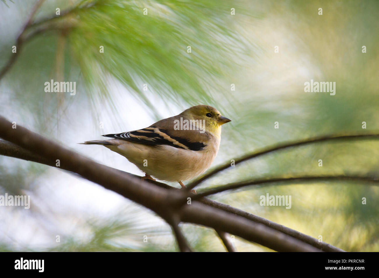 American Goldfinch :: Carduelis tristis Stock Photo - Alamy