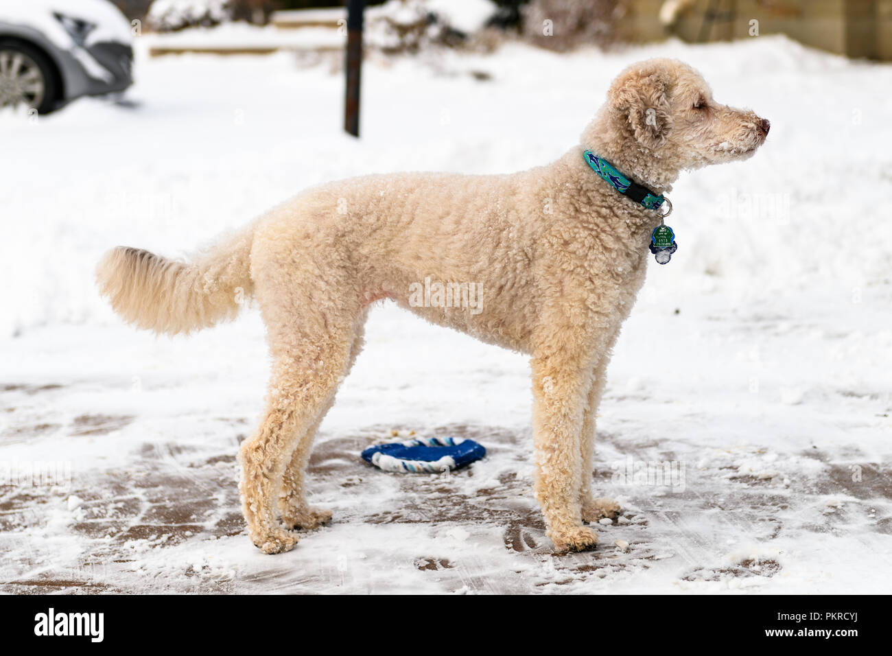 Cute Beige Labradoodle Standing In The Snow Facing Sideways Stock Photo