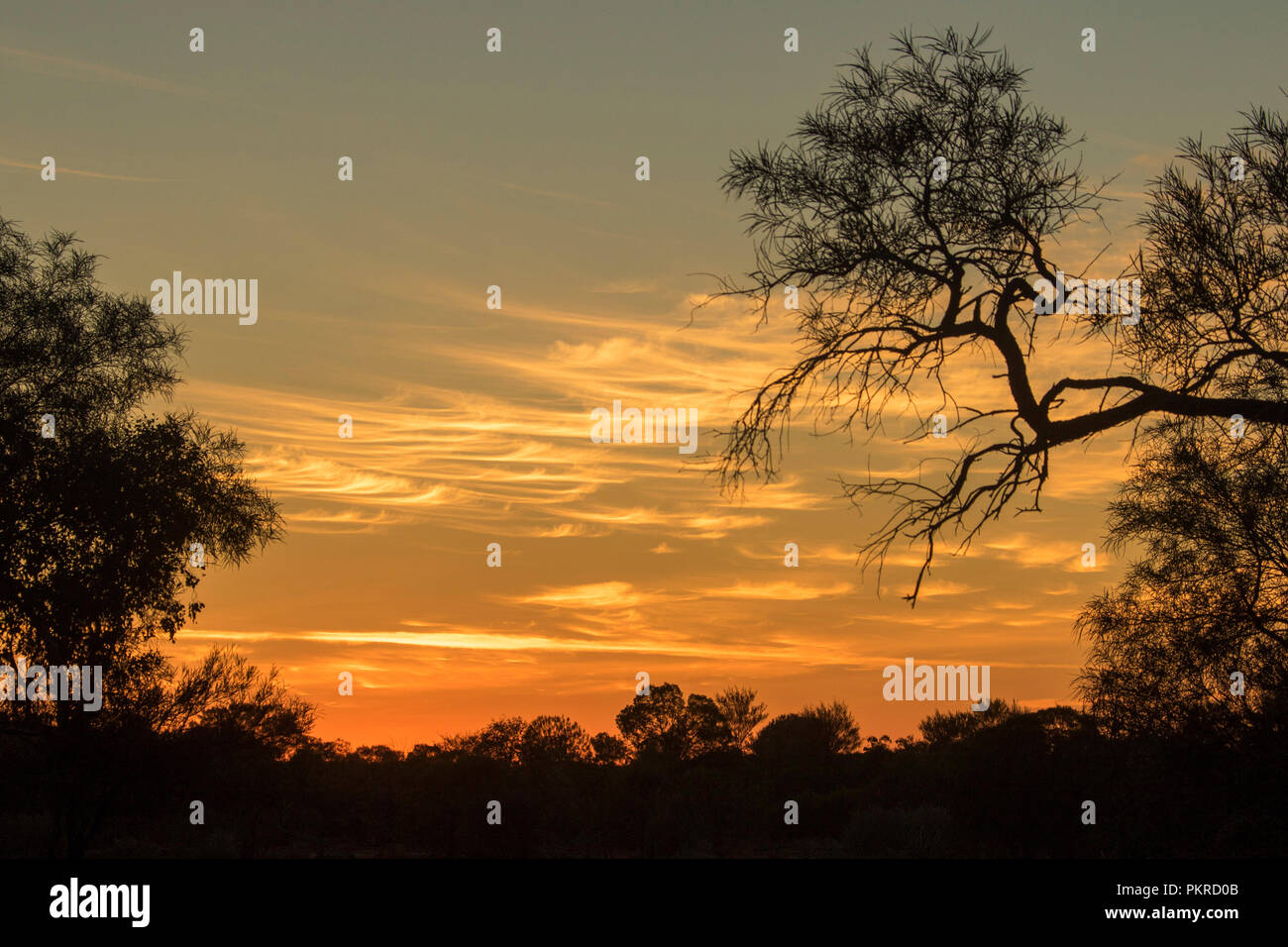 Sunset / sunrise with dead tree silhouetted against golden sky streaked with clouds in outback Queensland Australia Stock Photo