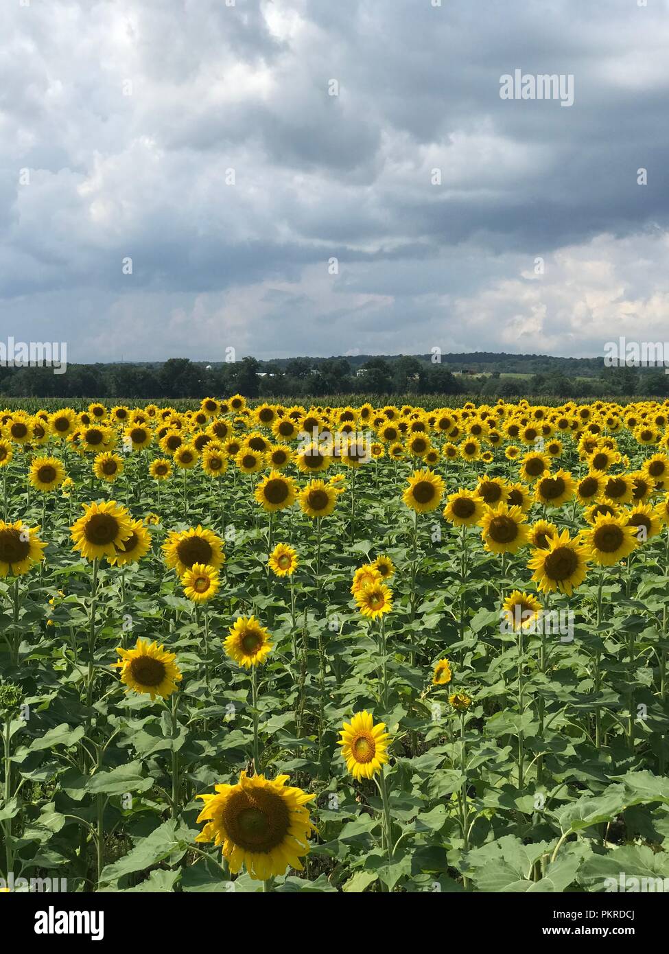 Money sunflowers hires stock photography and images Alamy