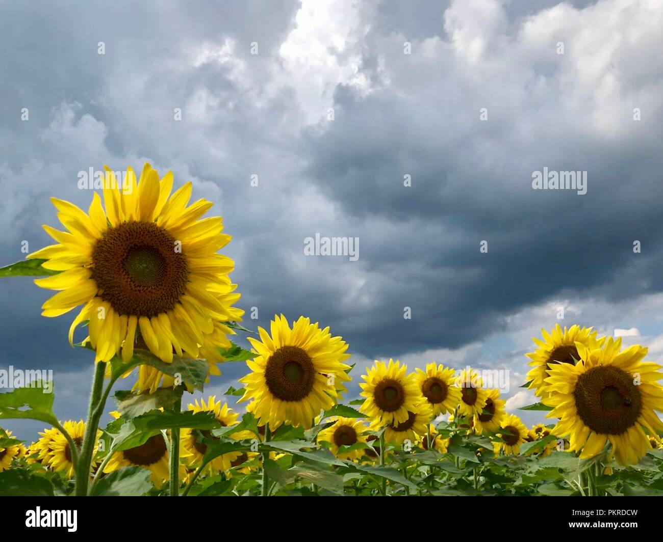 sunflowers-farm-in-new-york-state-usa-stock-photo-alamy