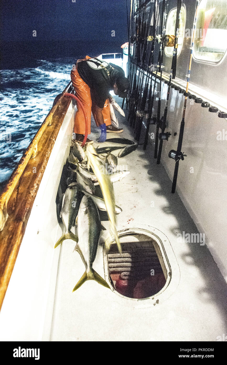 A man on fishing boat throwing Yellowfin Tuna into the hold of a
