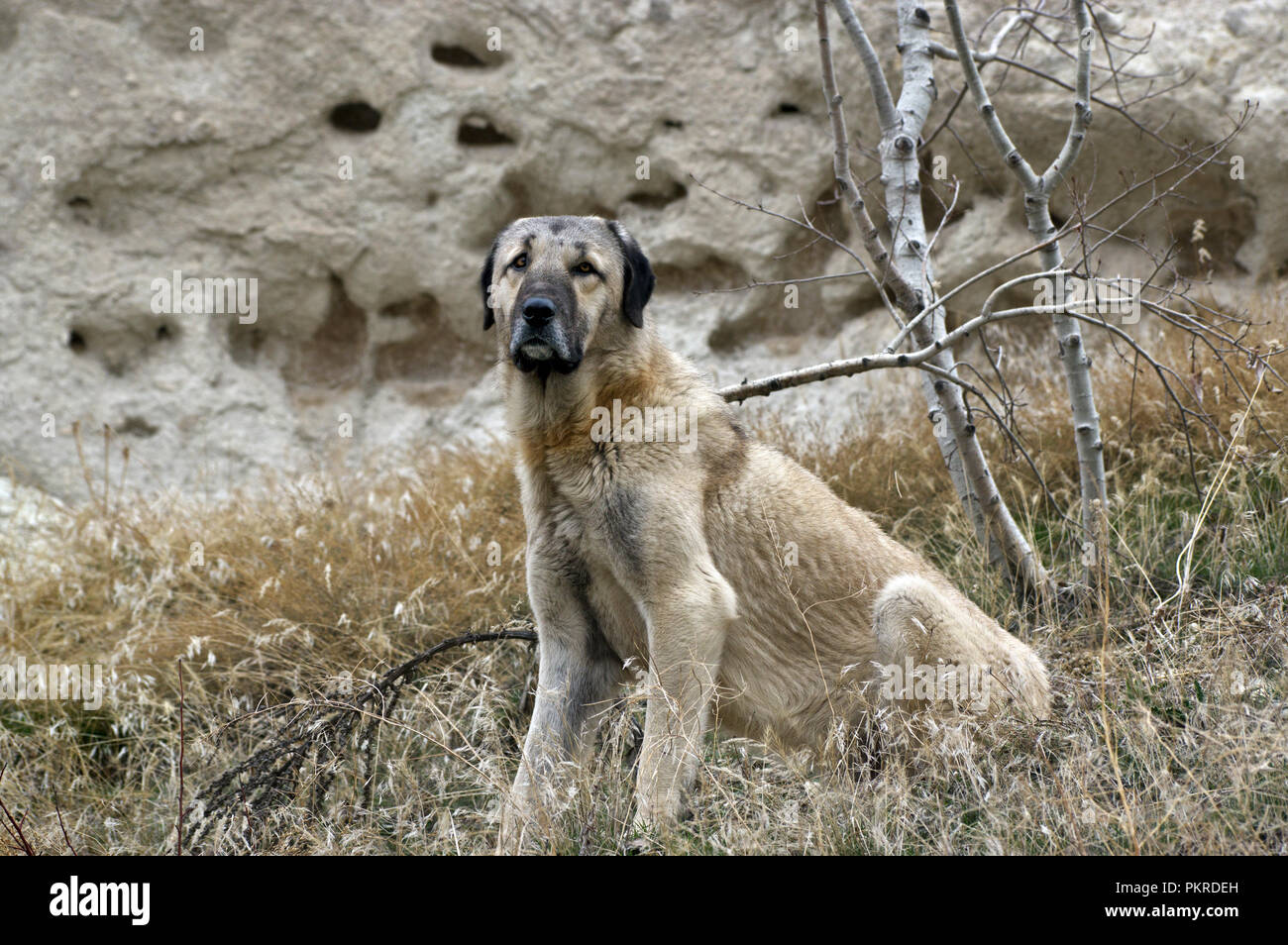 Kangal Shepherd Dog in Cappadocia, Turkey Stock Photo