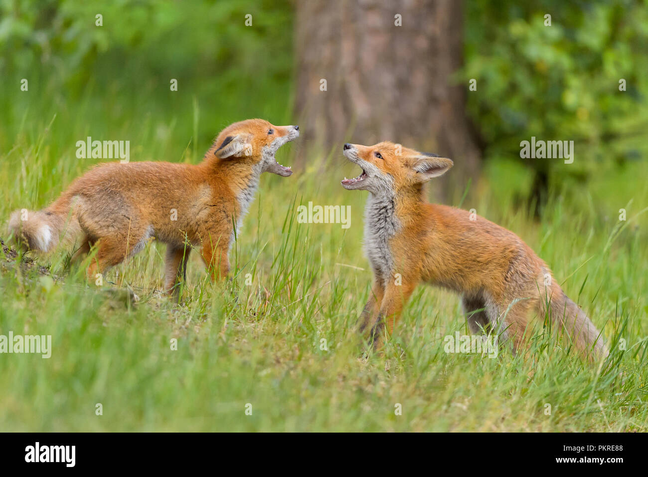 Red Fox, vulpes vulpes, Two Young Foxes Fighting, Germany, Europe Stock Photo