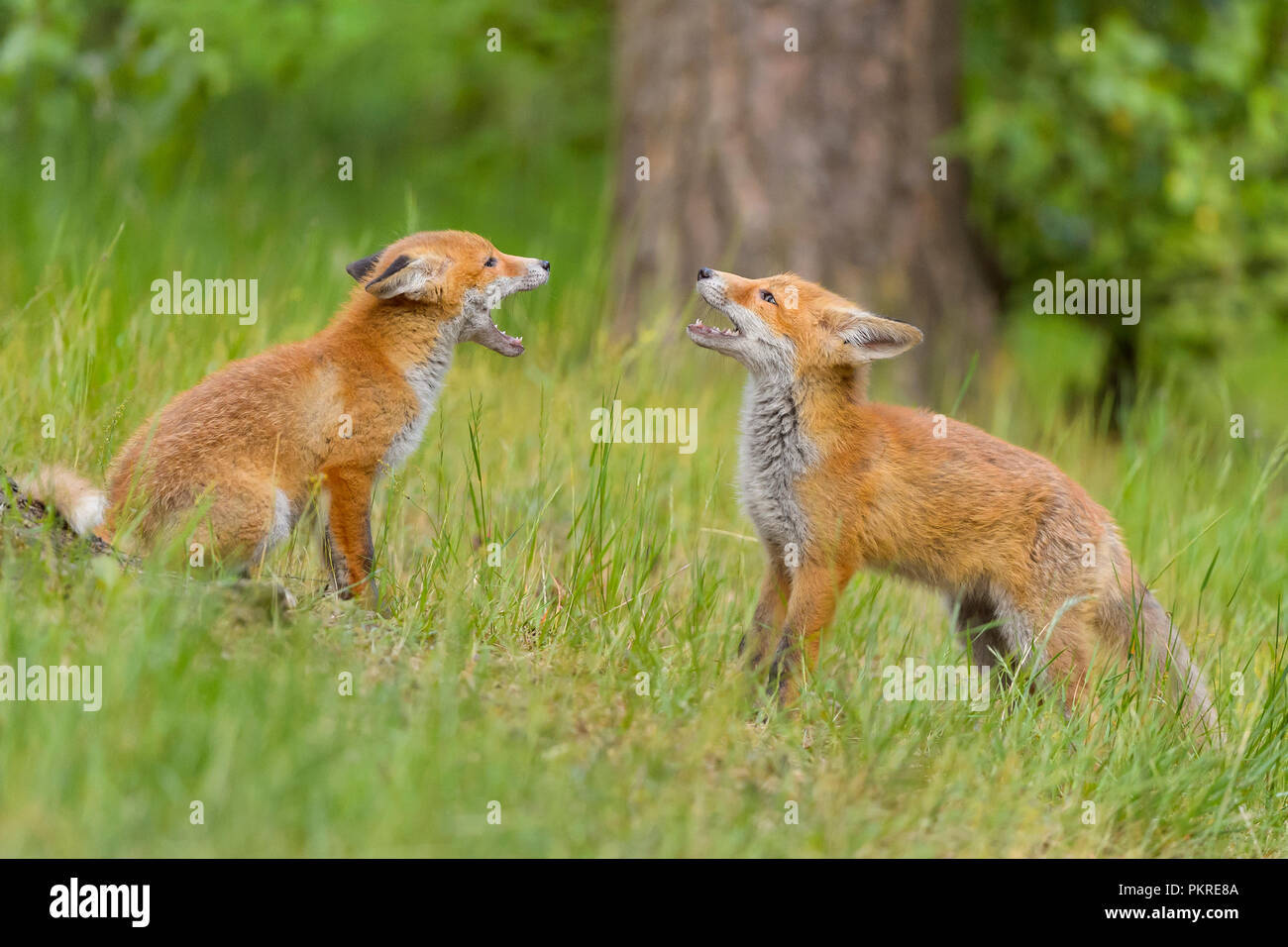 Red Fox, vulpes vulpes, Two Young Foxes Fighting, Germany, Europe Stock Photo