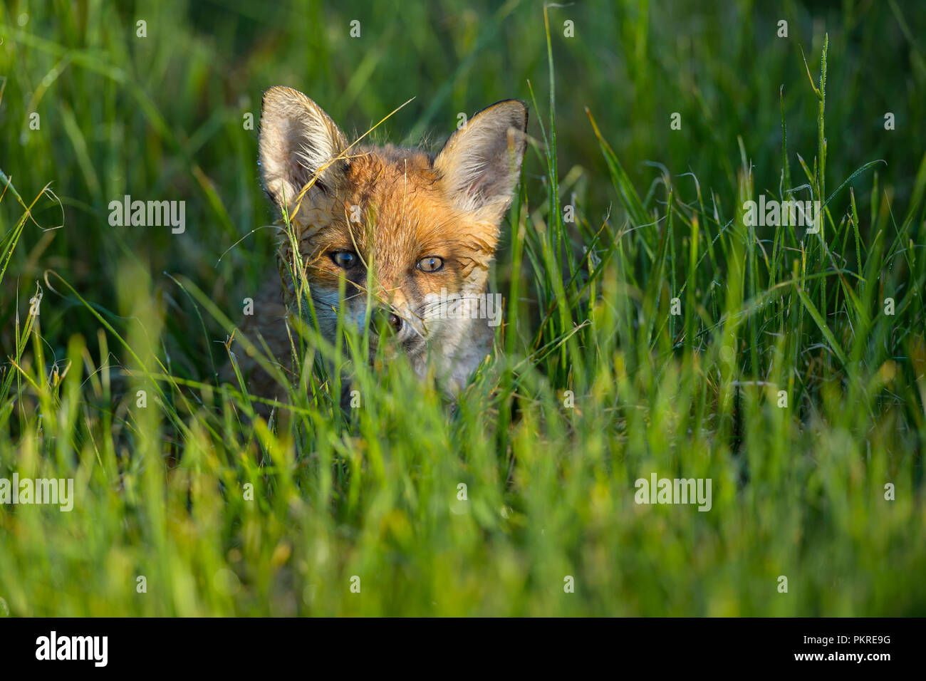 Red Fox, vulpes vulpes, Young Fox, Germany, Europe Stock Photo - Alamy