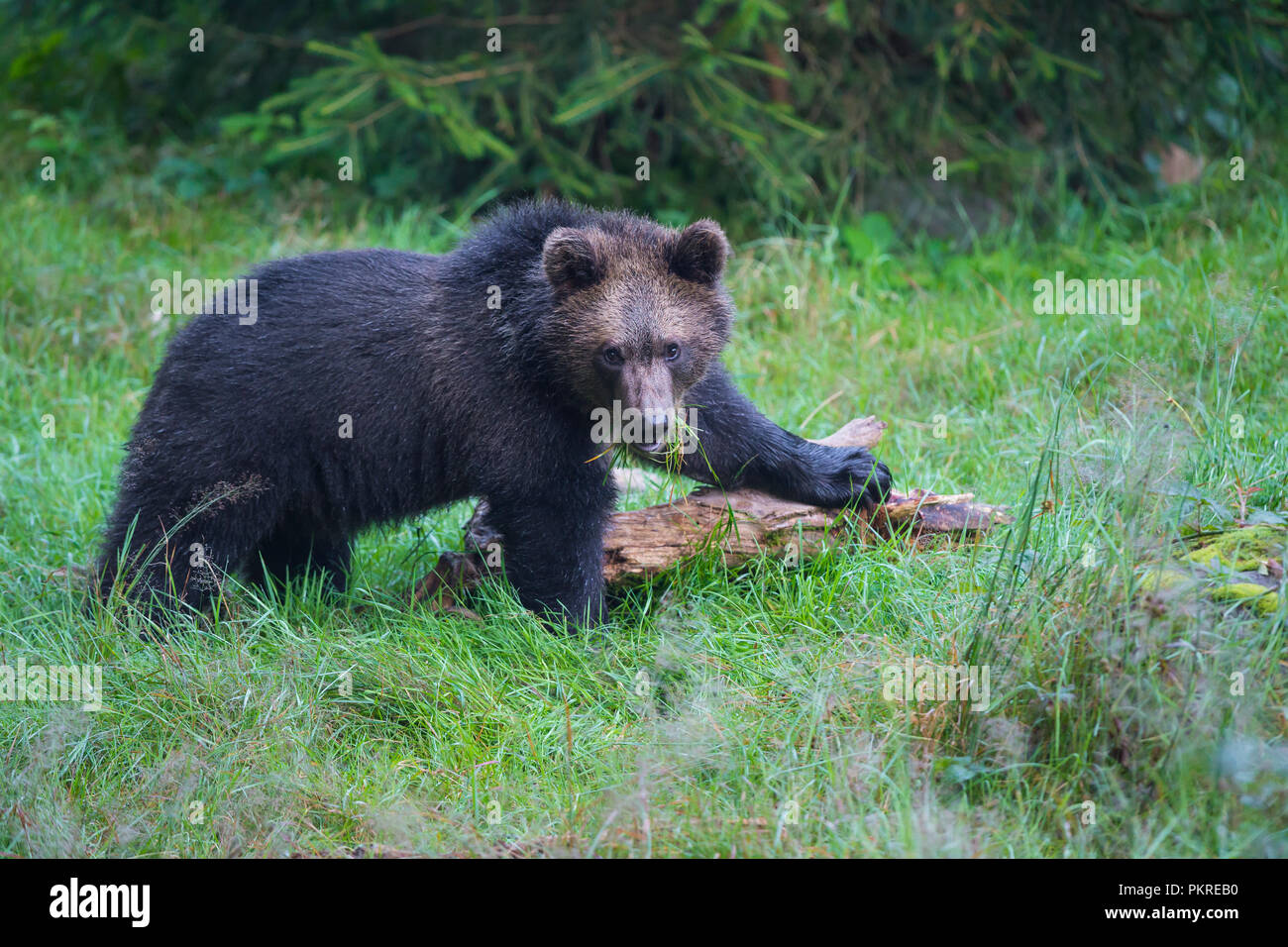 Cub Germany European Brown Bears, Ursus arctos, Cub, Bavaria, Germany Stock Photo ...