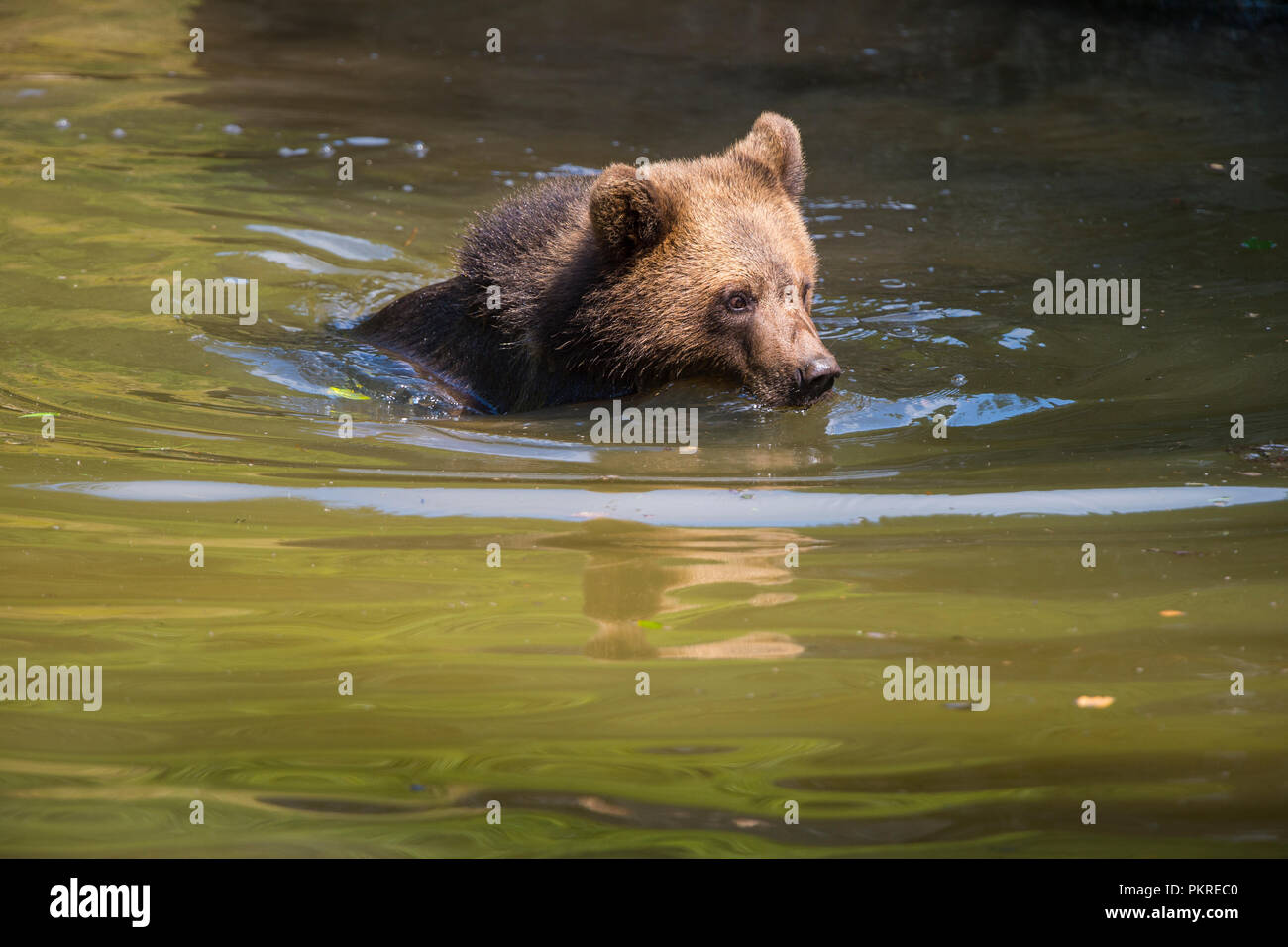 European Brown Bears, Ursus arctos, Cub in pond, Bavaria, Germany Stock ...