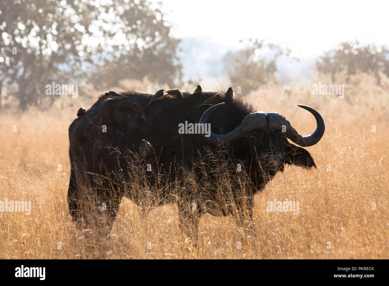Buffalo and cleaning bird, game reserve,Botswana Stock Photo Alamy