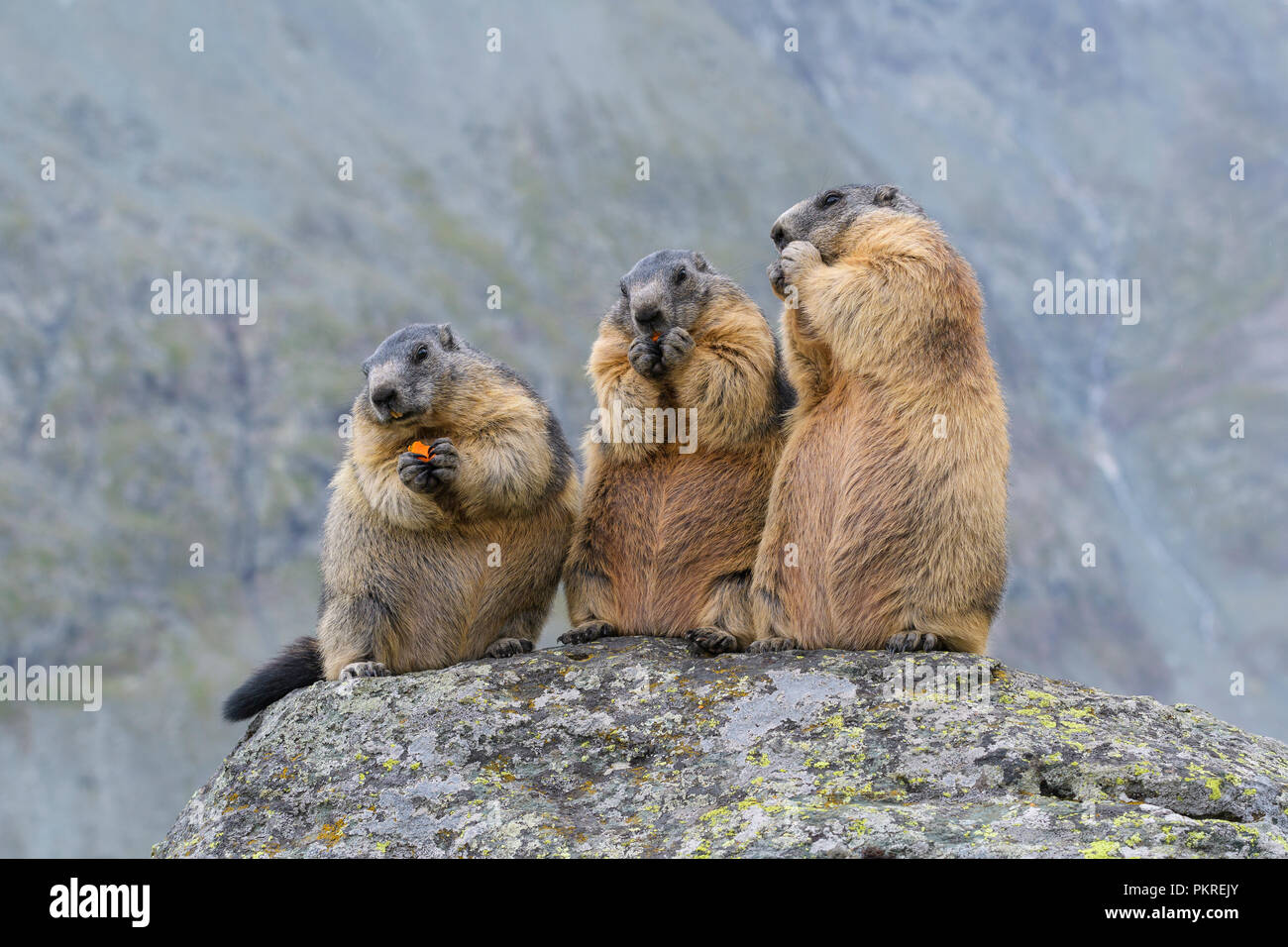 Test - Toutim – Plateau Marmots