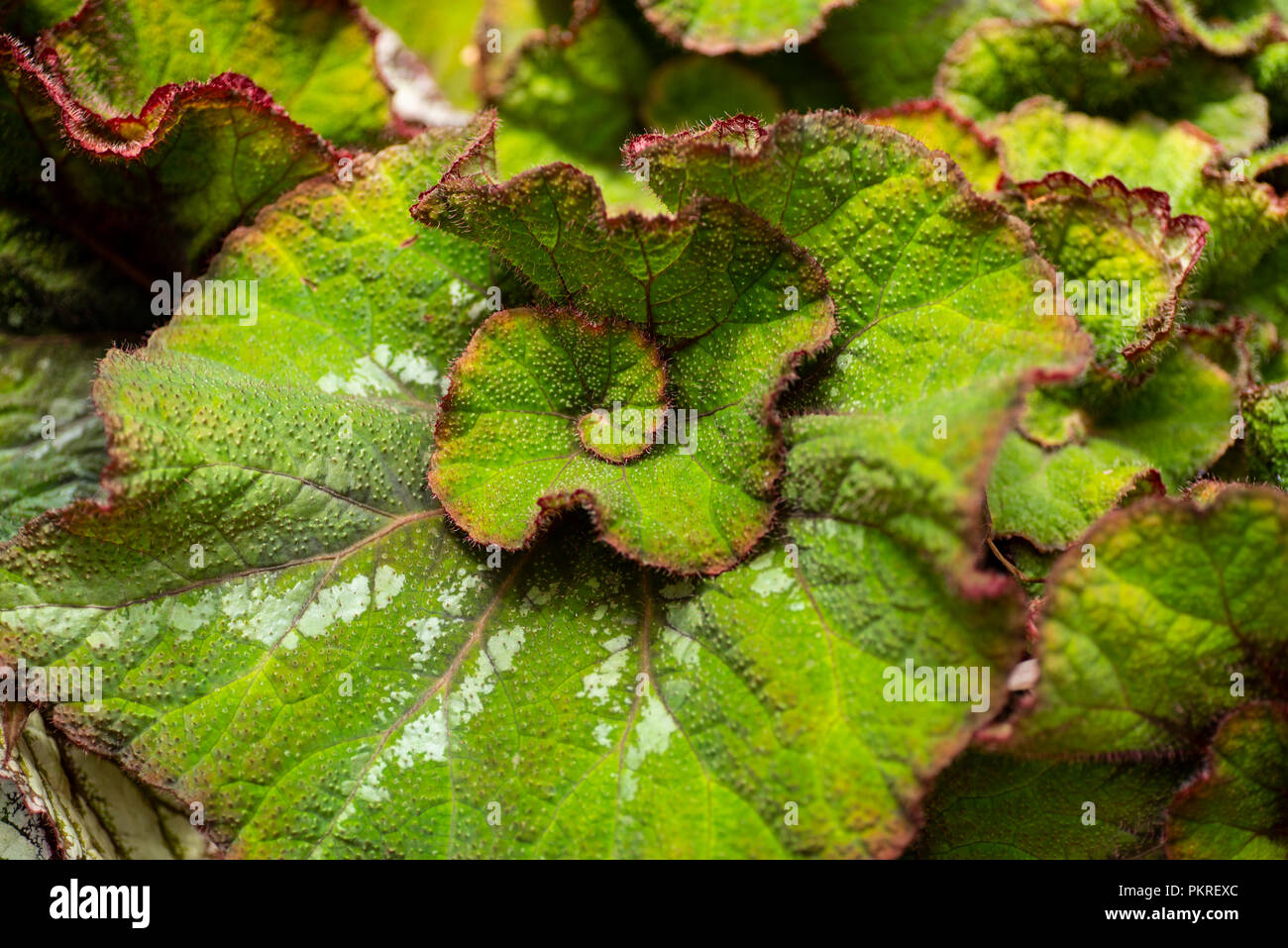 The leaves of the begonia,Begonia masoniana leaf, Stock Photo