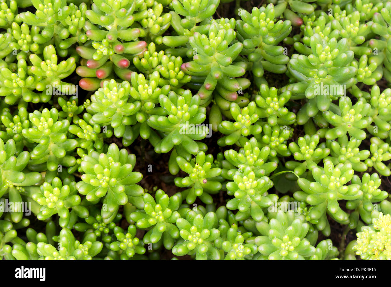 colorfull succulents background Stock Photo