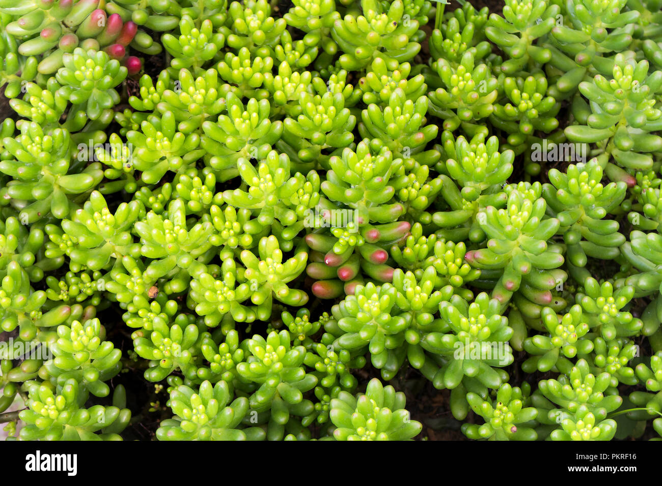 colorfull succulents background Stock Photo