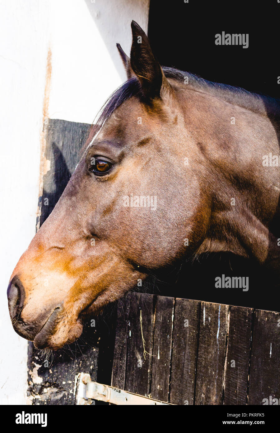 Over stable door hi-res stock photography and images - Alamy