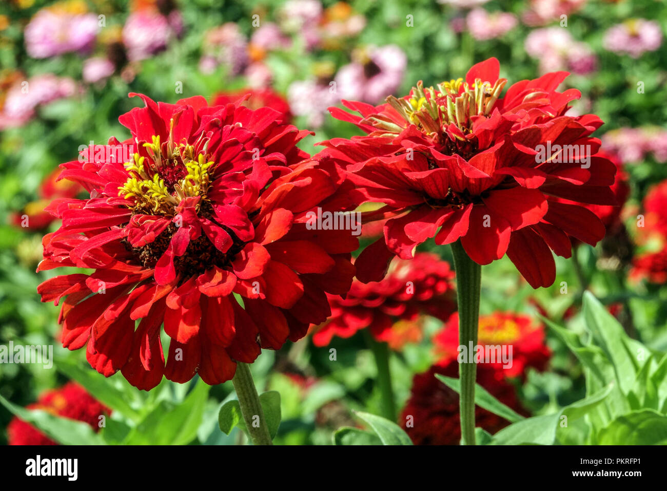 Red Zinnias flower Zinnias flowers Red Zinnia 'Scarlet Flame' Red Zinnias flowers Annual garden plants Stock Photo
