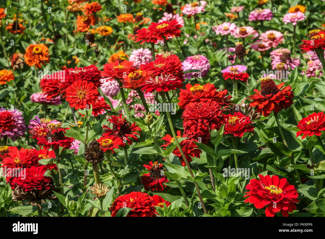 Red Zinnias, Zinnia ' Scarlet Flame ', flower bed, summer bedding plants garden Stock Photo