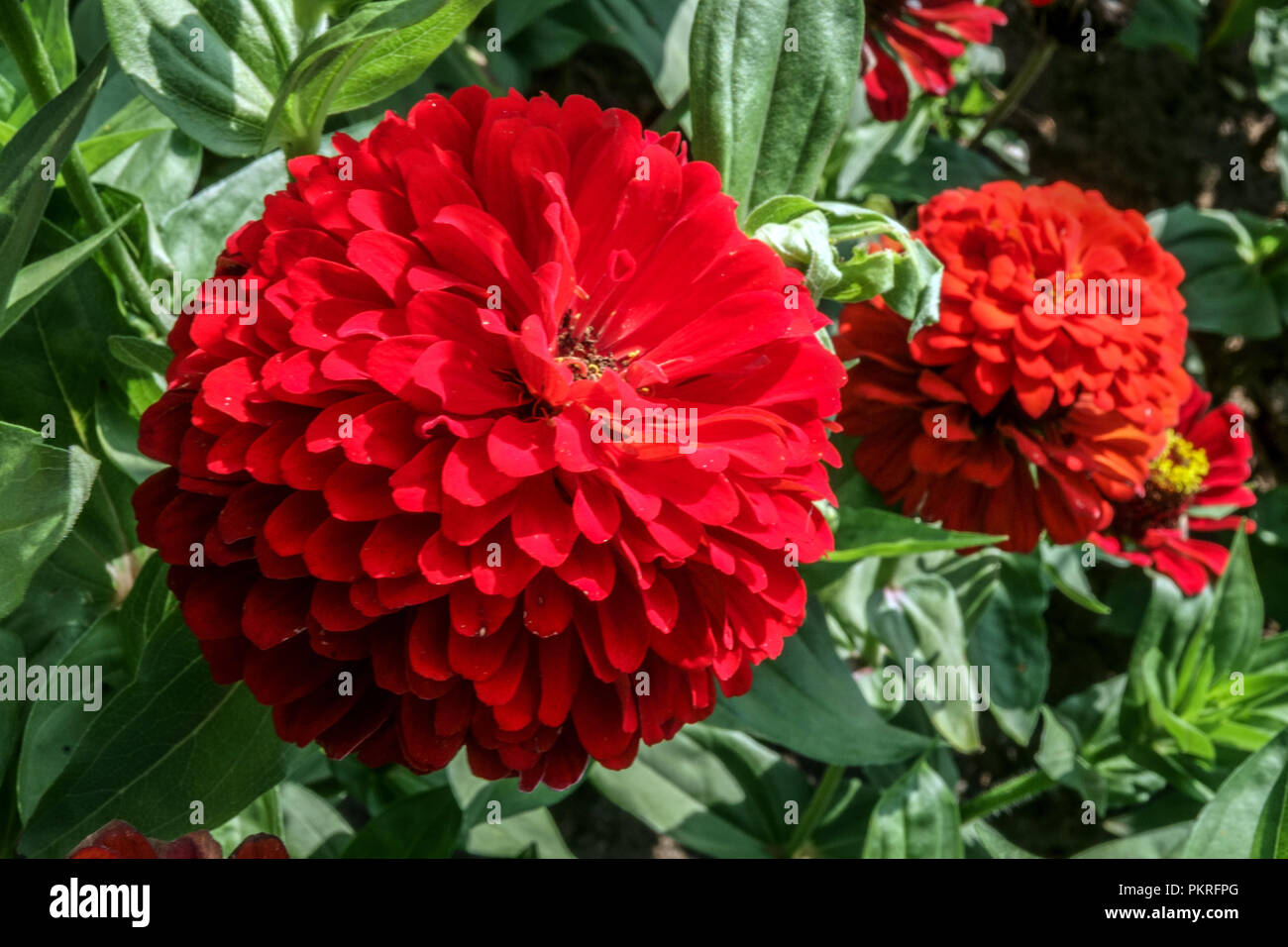 Red Zinnias, Zinnia " Scarlet Flame ", flower head Stock Photo Alamy