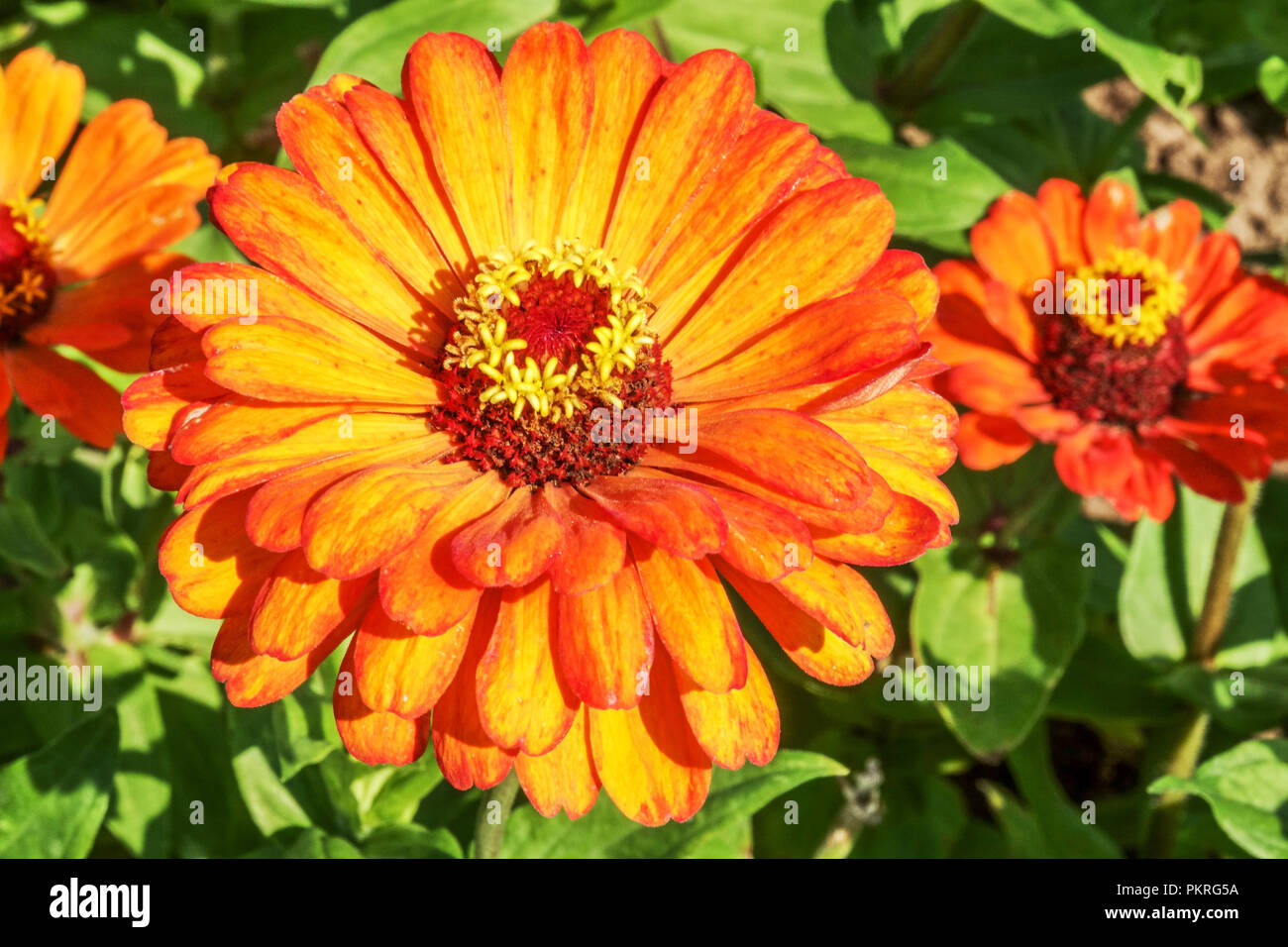 Zinnia bloom hires stock photography and images Alamy