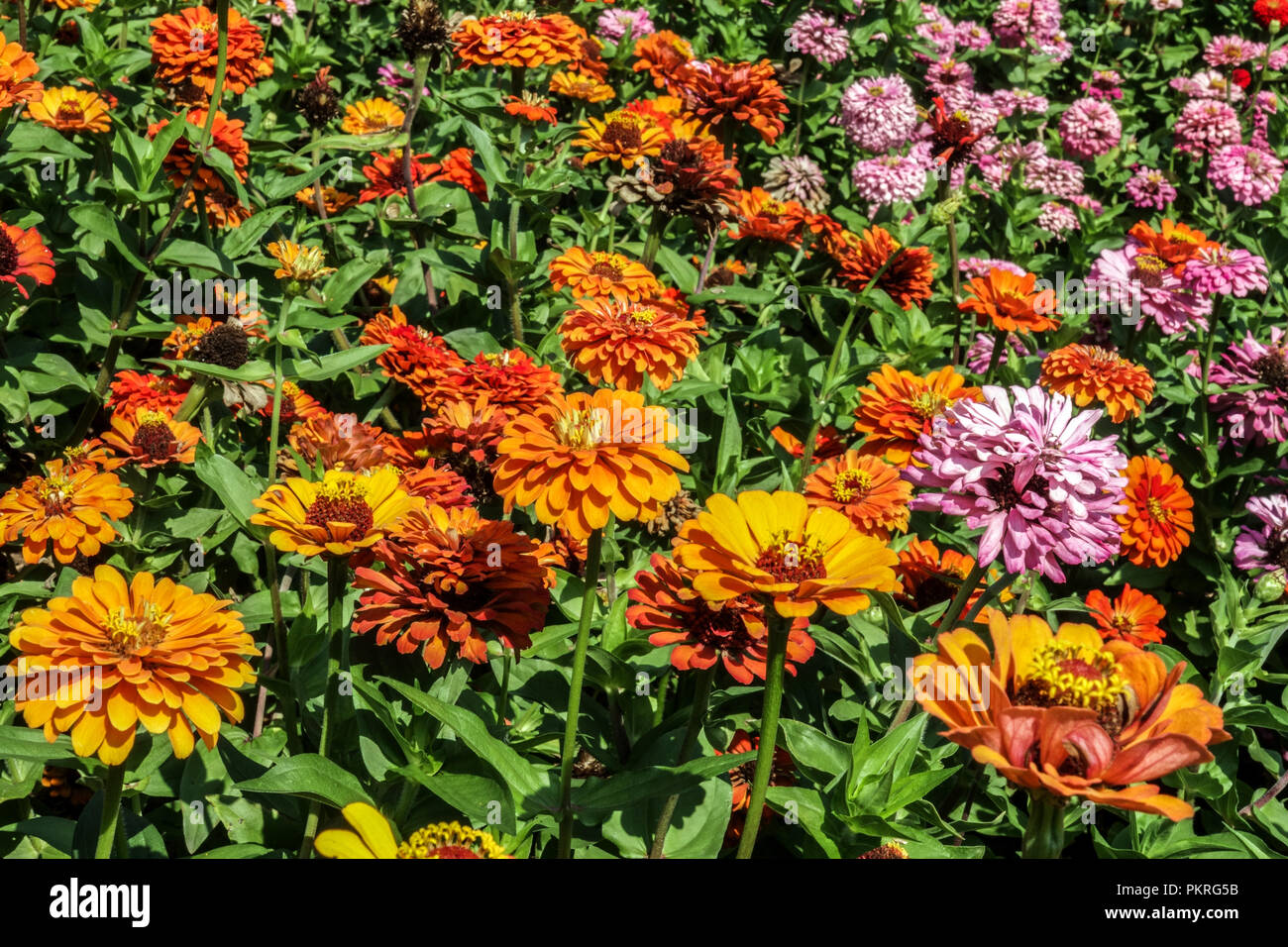 Orange garden border hi-res stock photography and images - Alamy