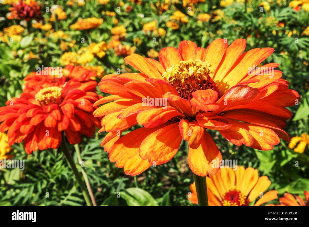 Orange Zinnia flowers, Zinnias elegans flowerbed Hardy annuals Zinnia