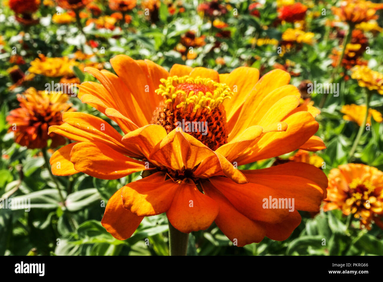Orange Zinnia, Zinnias, annuals plant in summer Stock Photo Alamy