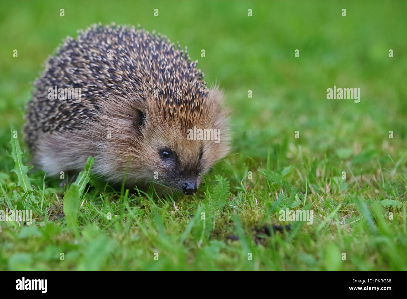 Hedgehog (Erinaceus europaeus), summer, Europe Stock Photo