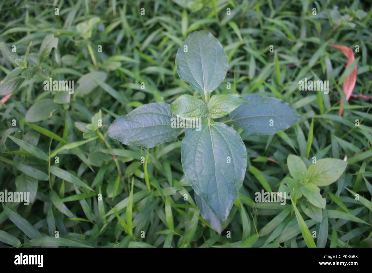 Stevia Sebaudiana - Medicinal plants Stock Photo