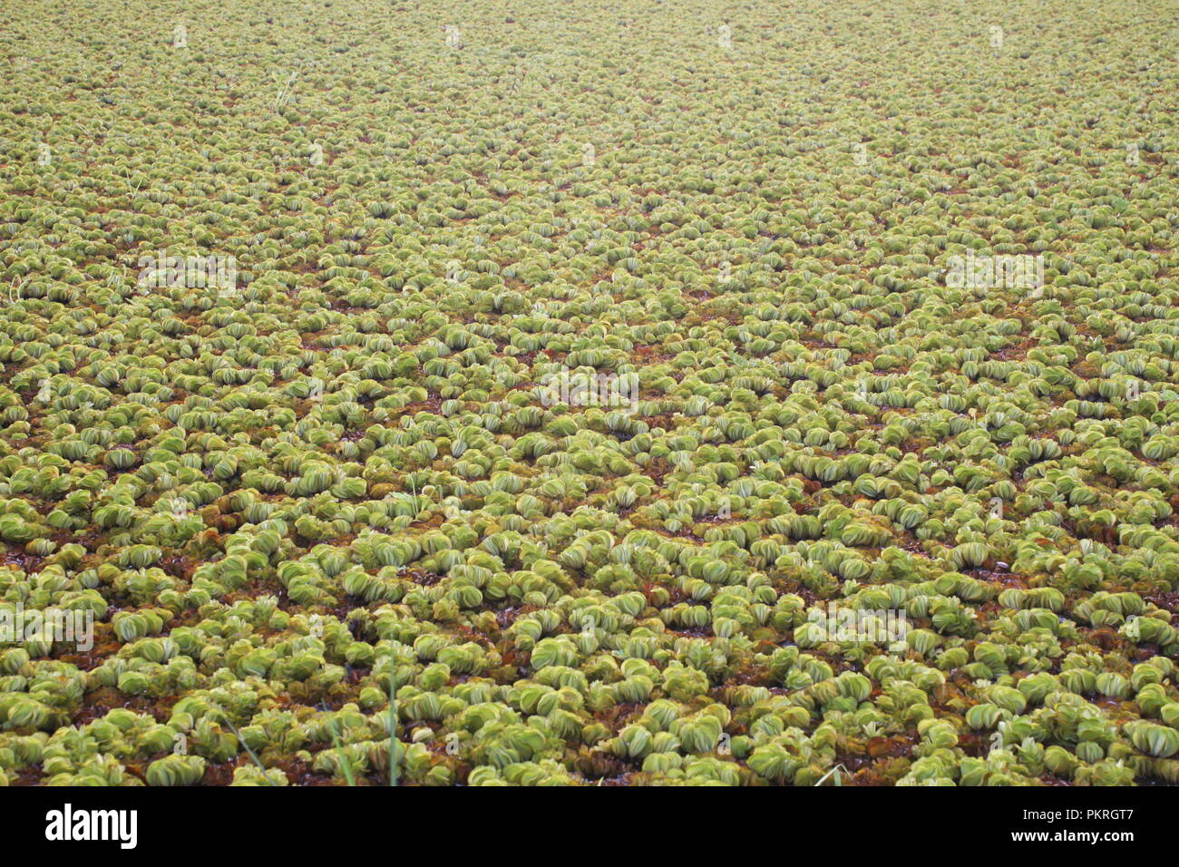 Water cabbage/ water lettuce/ Nile cabbage/ shellflower Stock Photo Alamy