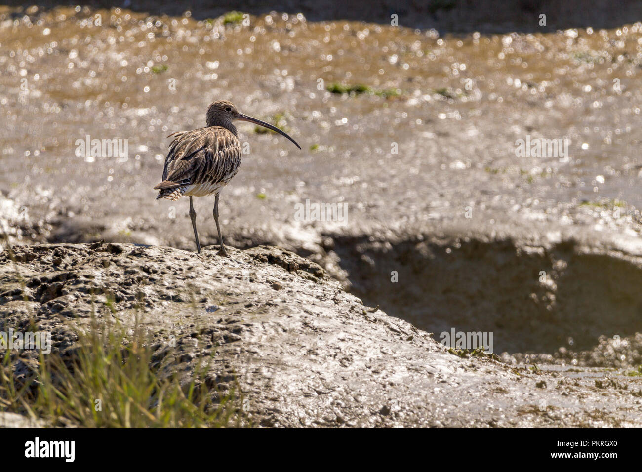 Curlew (Numenius arquata) on tidal mud banks is the commonest large wader long downcurved bill brown grey plumage with pale underparts long grey legs. Stock Photo