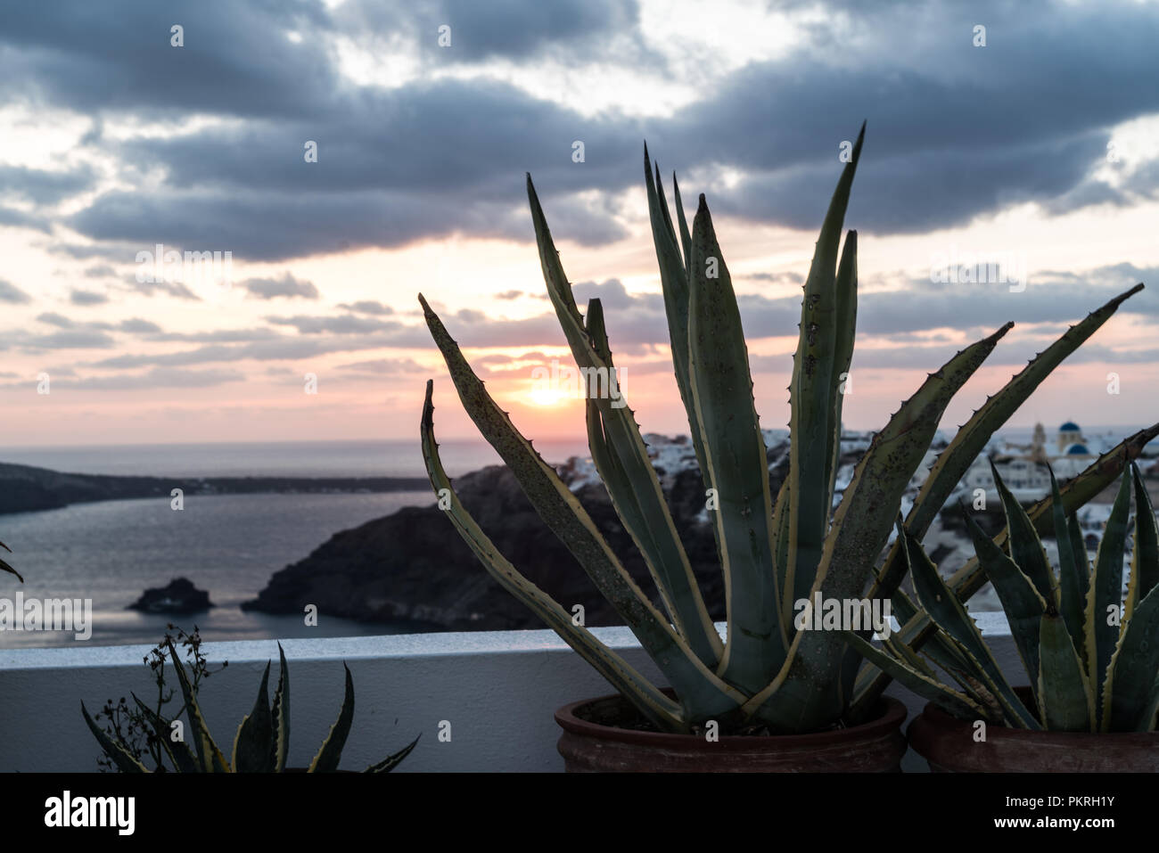 Wild aloe vera in the desert hi-res stock photography and images - Alamy