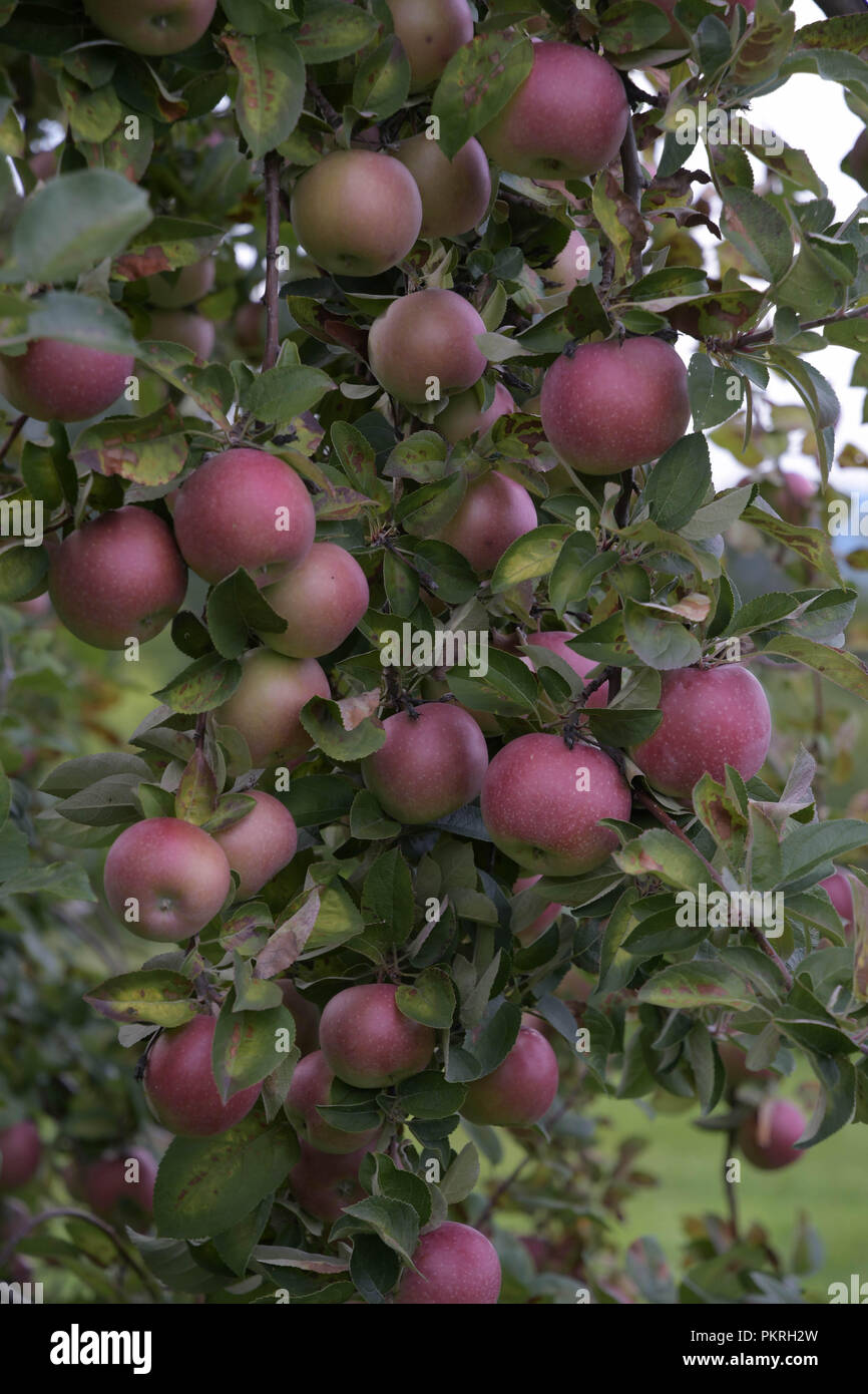Apples on the tree in an old orchard in Hopkinton, N.H., USA, in early