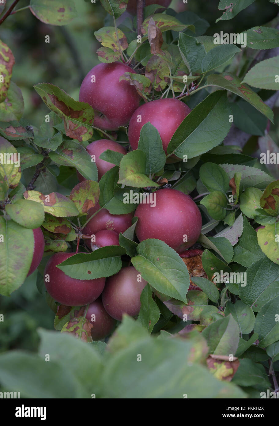 Apples on the tree in an old orchard in Hopkinton, N.H., USA, in early