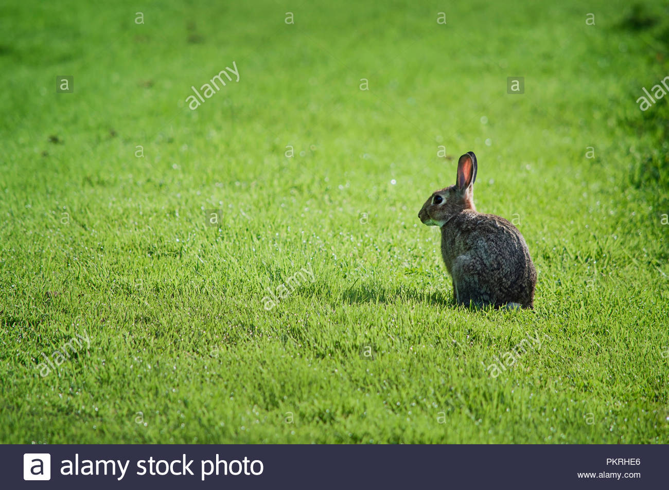 Cottontail Wild Rabbit On A Green Grassy Field Stock Photo