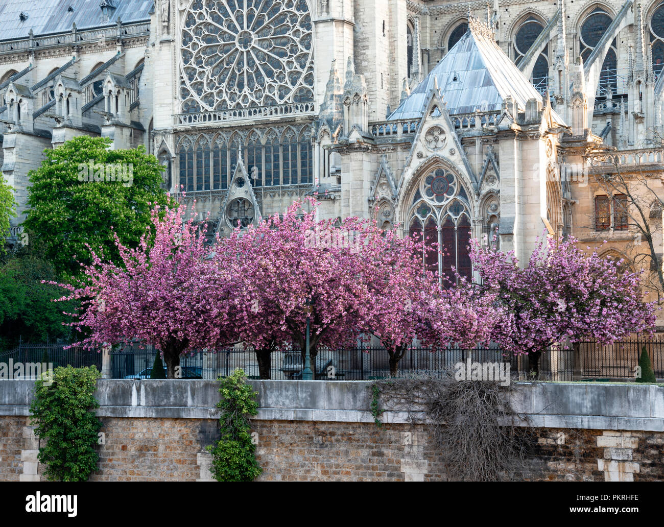 View of the cherry blossom trees in full bloom along the side of the Notre Dame Cathedral in Paris, France. Stock Photo
