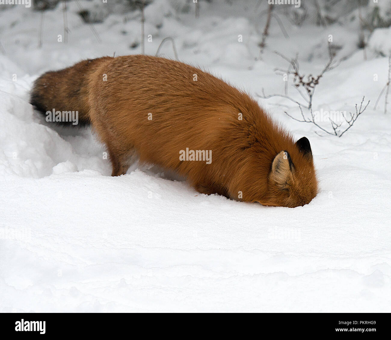 Red fox in the winter season enjoying the snow. Stock Photo