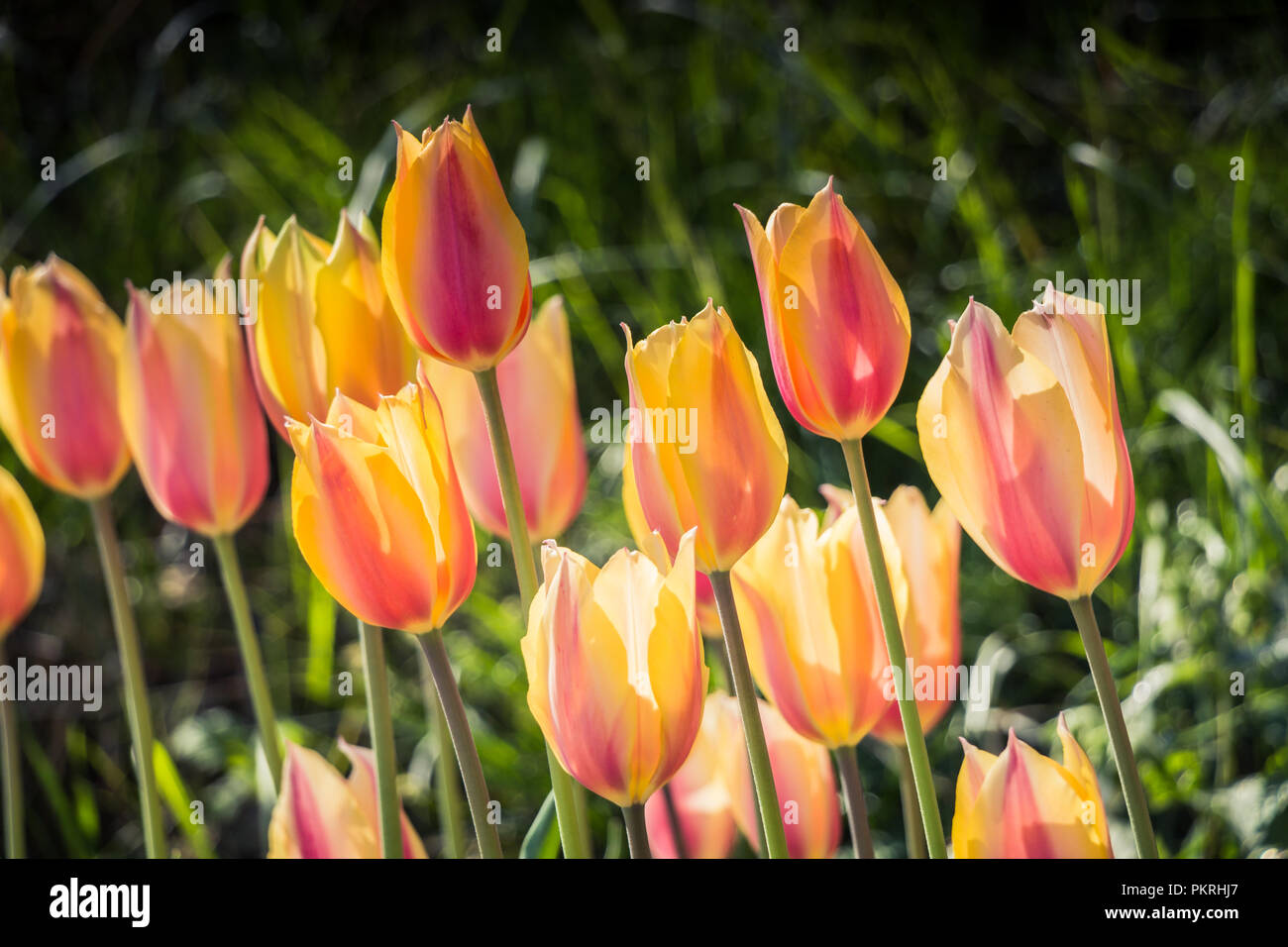 Blooming colorful tulip flowers in garden as floral background Stock ...