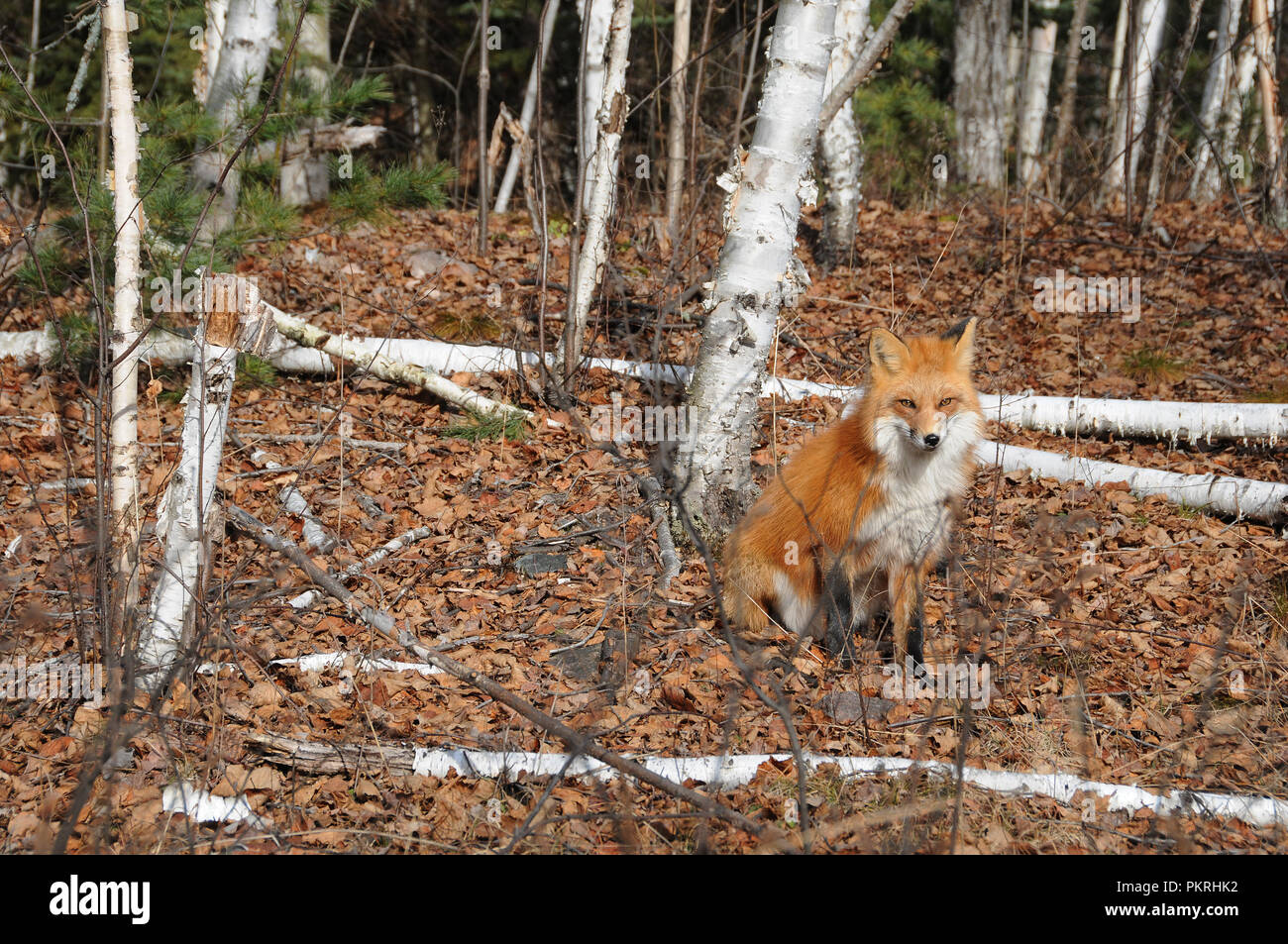Red Fox in the forest and enjoying its environment. Stock Photo