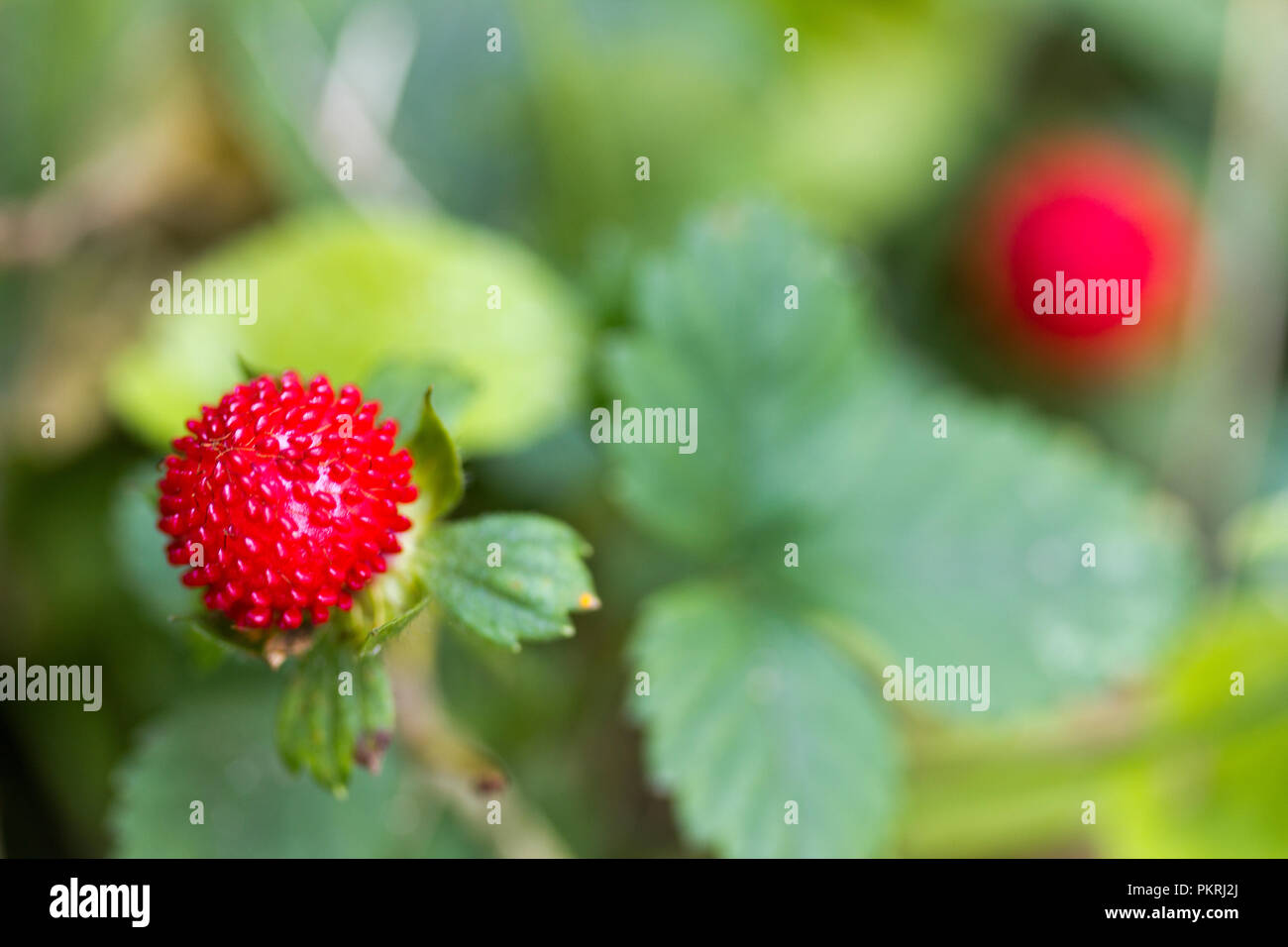 The forest strawberry hi-res stock photography and images - Alamy