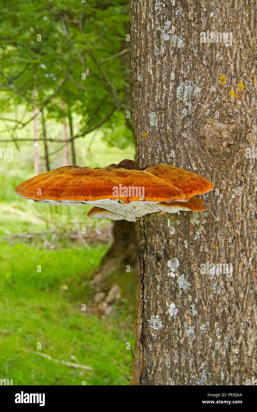 Velvet fungus, also known as Shaggy bracket, growing on Common ash, exuding liquid droplets Stock Photo