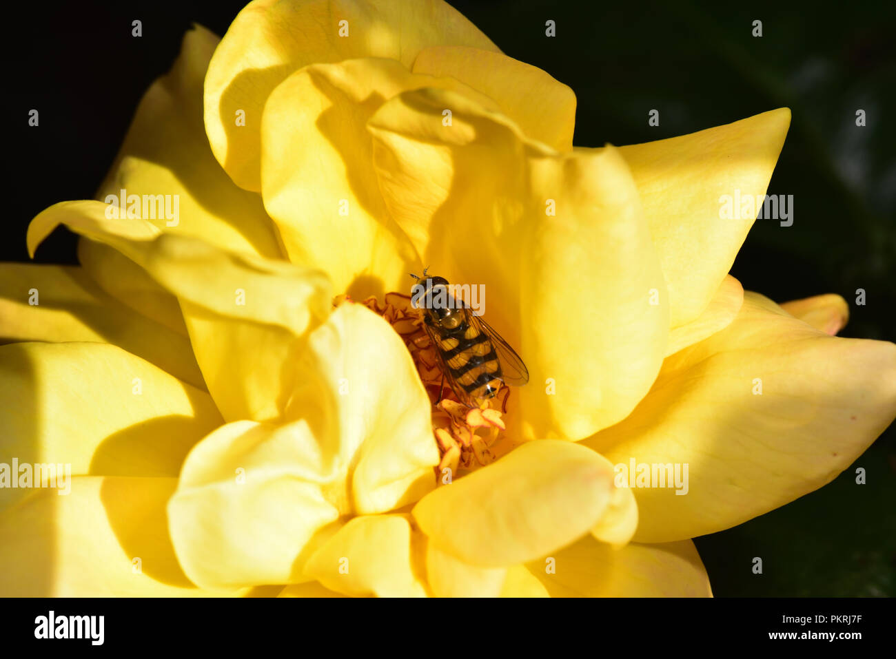 Diptera feeding on the rose nectar Stock Photo