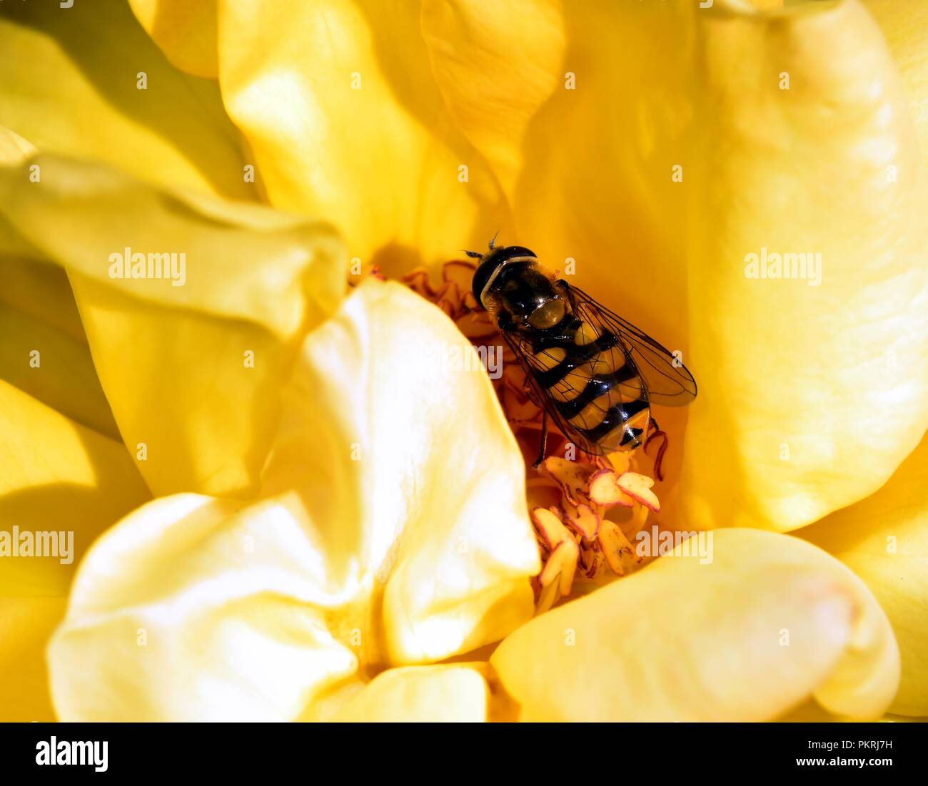 Diptera feeding on the rose nectar Stock Photo