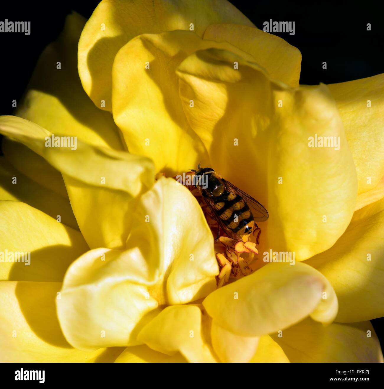 Diptera feeding on the rose nectar Stock Photo